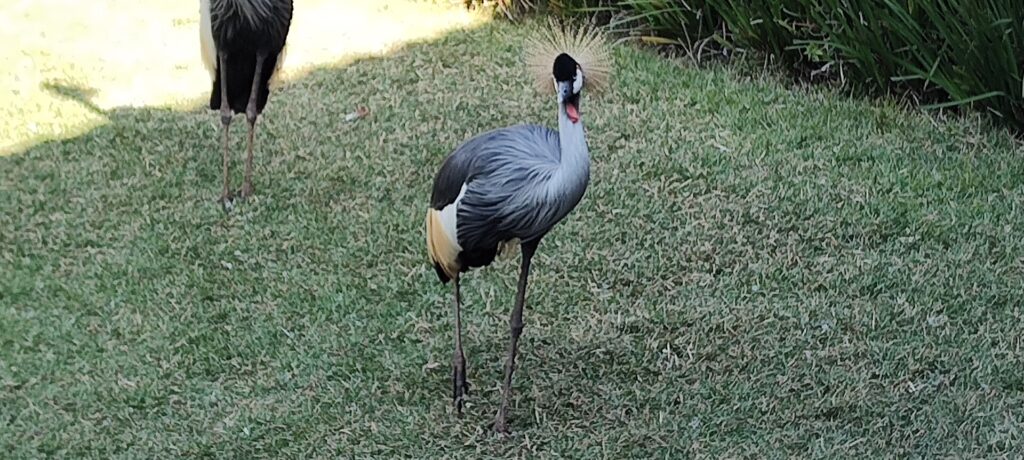 Aves no Animália Forest do Animália Park