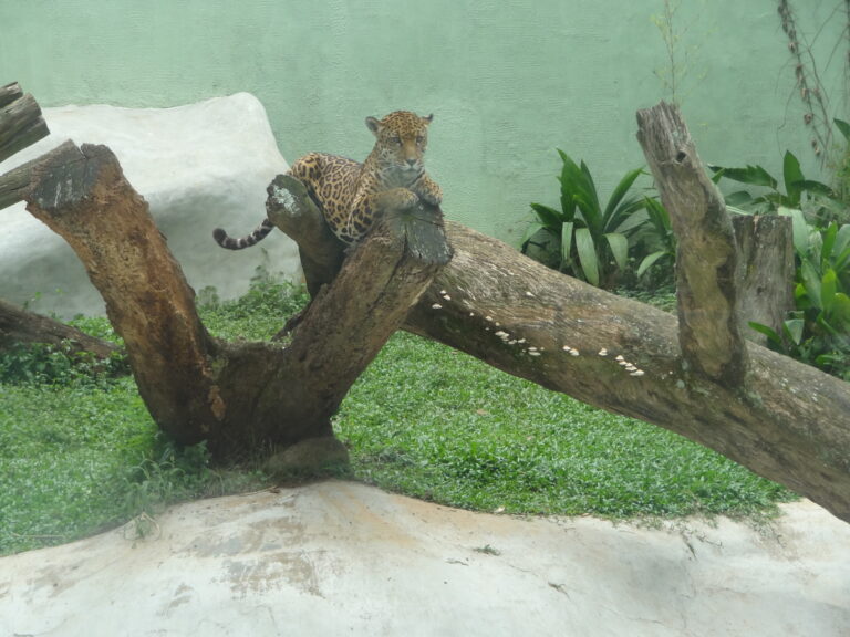 Onça-pintada no Zoo São Paulo