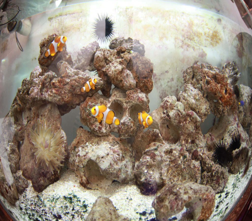 Museu do Mar e Museu Marítimo em Santos