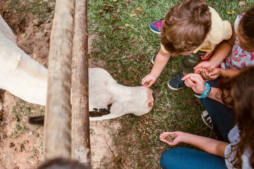 Bichomania Parque Fazenda — passeio infantil