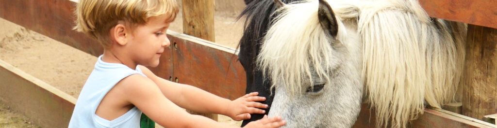 Fazendinha Cia dos Bichos — passeio infantil