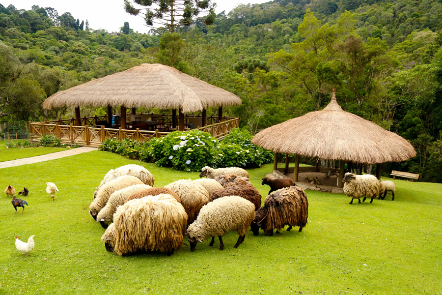 Fazendinha Toriba — foto do passeio