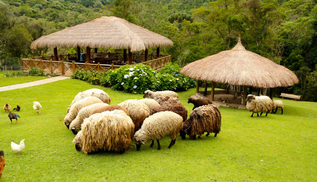 Fazendinha Toriba — foto do passeio