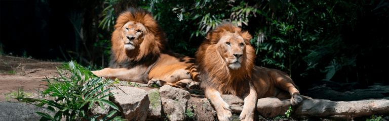 Leões no Zoo São Paulo