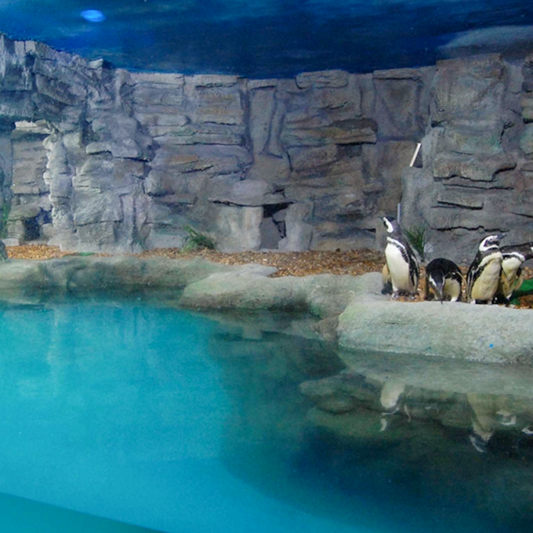 Setor dos pinguins