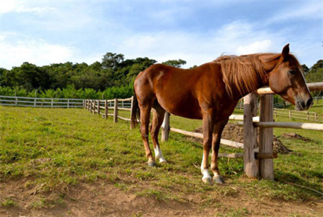 Cavalos do parque